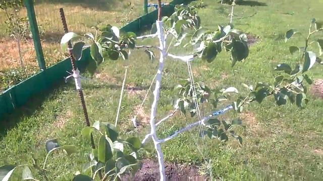 УРОЖАЙ НАШЕЙ ГРУШИ в ПЕРВЫЙ ГОД ПОСЛЕ ПОСАДКИ смотреть онлайн