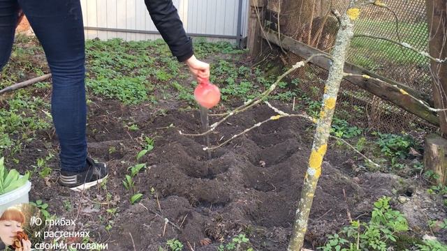 ЧЕРЕМША (Левурда, Леверда) или же МЕДВЕЖИЙ ЛУК и его отличие от Дикого лука смотреть онлайн