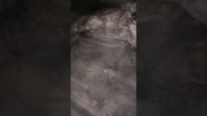 nissan np 300 YD25  стук мотора на холодную