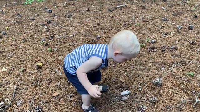 Boletus Mushrooms Foraging in South Carolina. Собираем Грибы В Нашем Лесу | Рекордное Количество! смотреть онлайн