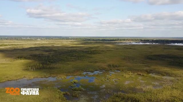 Зоопарк Сибирская Фауна презентация от PROFILMS Попов Роман смотреть онлайн