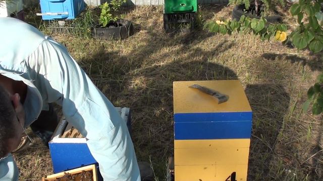 Вывод и продажа маток , контроль перед отбором. смотреть онлайн