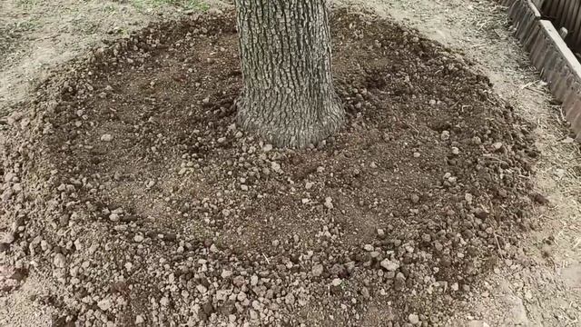 07.05.2023г. Облагораживаю приствольный круг грушеньки. ? смотреть онлайн