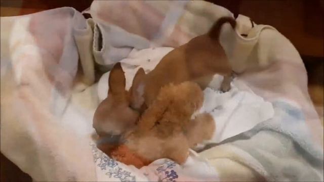 Чихуахуа Долли, второй день дома. Chihuahua Dolly, second day at home смотреть онлайн