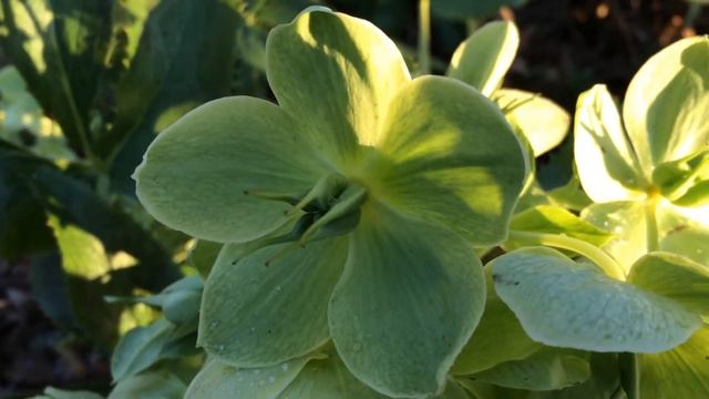 Holly-leaved hellebore (Helleborus argutifolius) - flowers close up - February 2018 смотреть онлайн