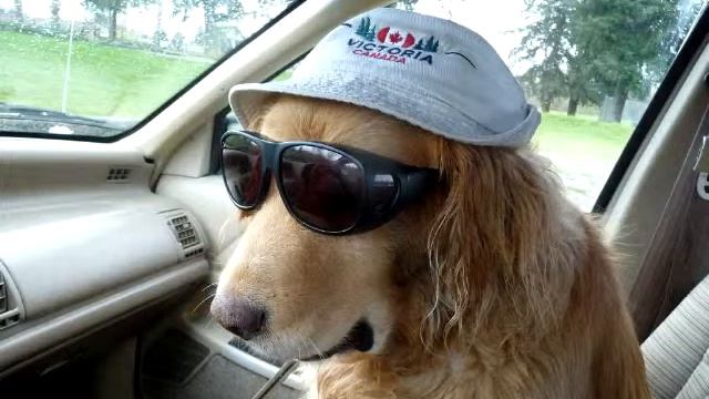 hound dog смотреть онлайн