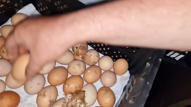 вывод утят! посадка огорода! и наклёв цыплят! смотреть онлайн