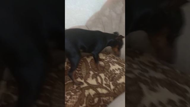 Тайна исчезающей косточки🤦