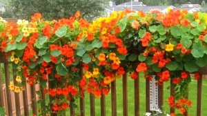 Выбираем цветы для летнего балкона и террасы