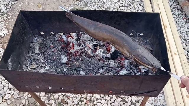 Копчение африканских мраморных клариевых сомов. Коптильня своими руками. смотреть онлайн
