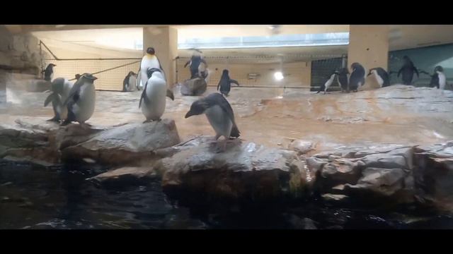 Приключения в Венском зоопарке // Животный мир смотреть онлайн