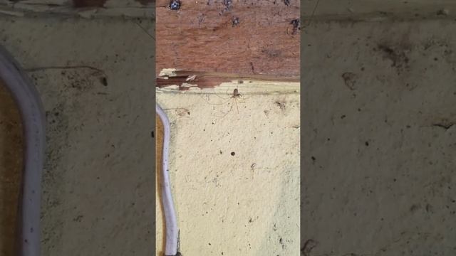 How to identify garden species: Cellar Spider (Pholcus phalangioides) смотреть онлайн