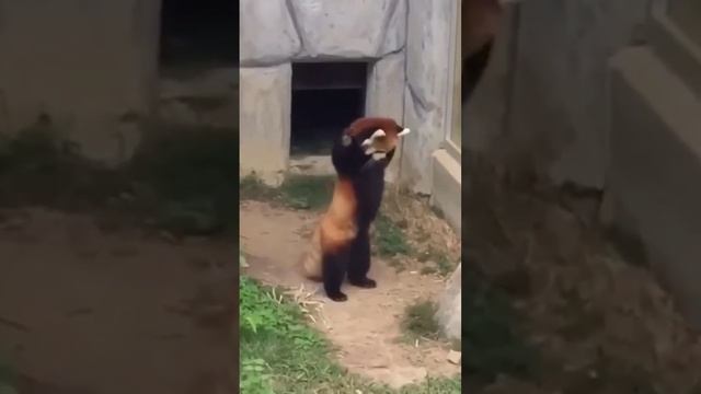 панда приветствует камень малая панда#животные#animals#приколы смотреть онлайн
