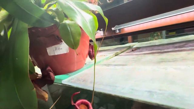 Непентес Гая, непентес кровавая мэри, непентес вентрикоза - хищные растения в аквариуме смотреть онлайн