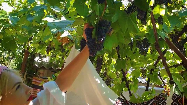 Moldova, Молдова смотреть онлайн