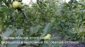 ОПИСАНИЕ СОРТА ЯБЛОК МУТЦУ (МУТСУ)