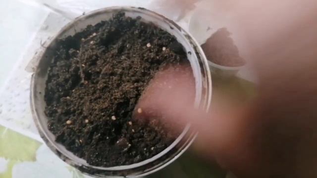 Простой метод, как сделать рассаду на весну//Совет для садовода. смотреть онлайн