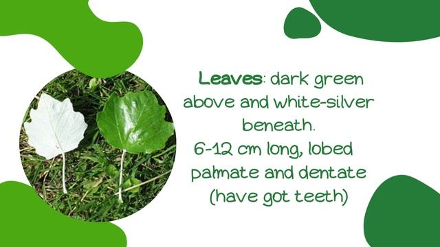 Populus Alba смотреть онлайн