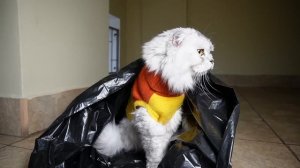 24 ЧАСА В ПОДЪЕЗДЕ С ЖИВОТНЫМИ | НАС ПРЕСЛЕДУЕТ СОСЕД