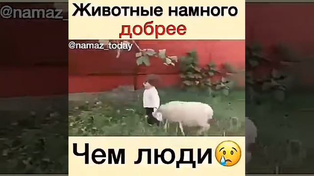 Животные намного  добрее Чем люди