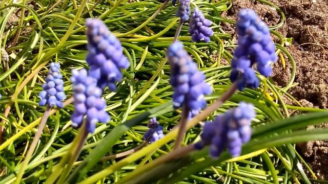 Цветы Мускари. Цветы ранней весны. Muscari Armeniacum.