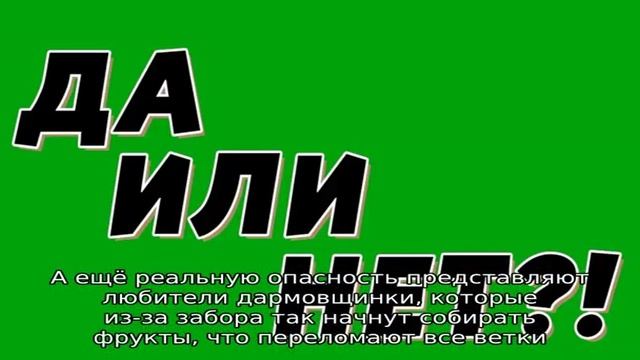 Дерево соседа замахнулось на ваш участок: можно пилить или нет? смотреть онлайн