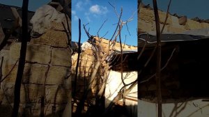 Весенняя обрезка инжира 2024.