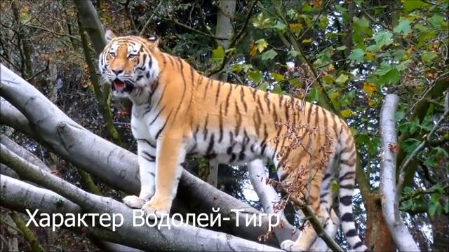 Характер: Водолей в год Тигра (Водолей-Тигр) смотреть онлайн