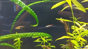 Кардинал. Содержание, кормление и разведение аквариумной рыбки.