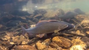 Икромёт ОГРОМНЫХ ХАРИУСОВ. УНИКАЛЬНОЕ ВИДЕО ПОД ВОДОЙ, НЕРЕСТ ХАРИУСА СИБИРСКОГО