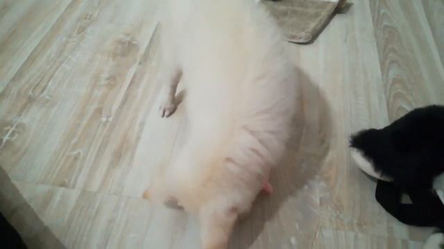 Игрушка для щенка. Puppy toy. смотреть онлайн