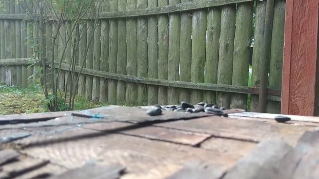 Птица ворует еду смотреть онлайн