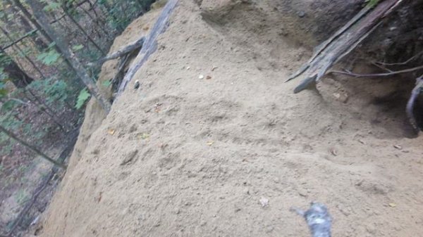 Прогулка по лесу