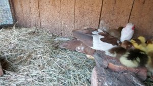 утки вывели утят! куда их девать??!