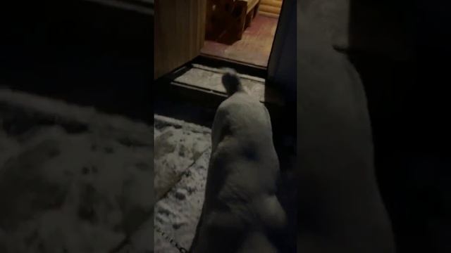 3/ Переезд из Казахстана в Россию. Перевезли собак через границу Кайрак. Паспорт вакцинации. смотреть онлайн