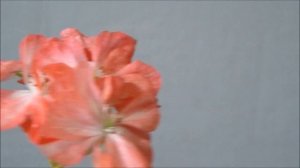 Пеларгония Golden Anniversary