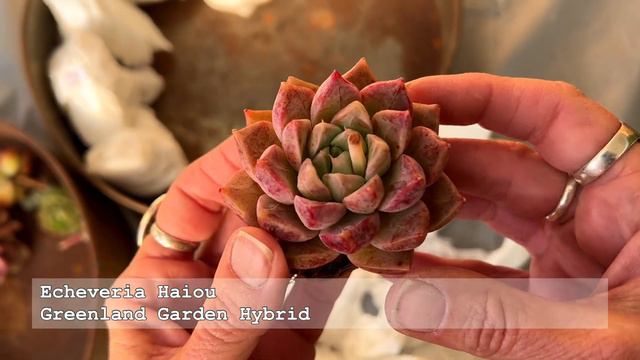Unboxing Greenland Garden Succulents Sept 2023 - TCS010 смотреть онлайн