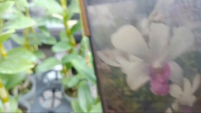 Yuk Koleksi Dendrobium Kila Blue смотреть онлайн