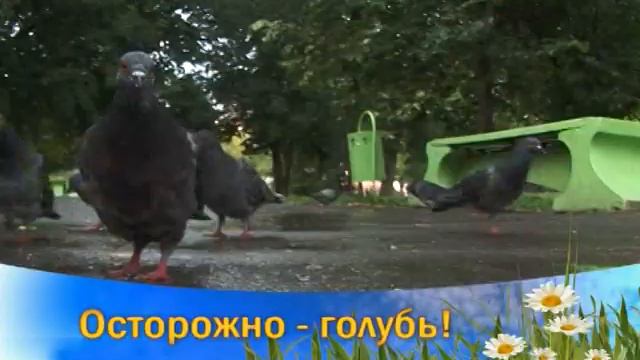 Эпилепсия у голубей смотреть онлайн