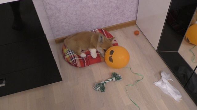 Вельш-корги пемброк и воздушный шарик/ Corgi pembroke and the baloon/Роланд Де Орсе Мак Флай смотреть онлайн