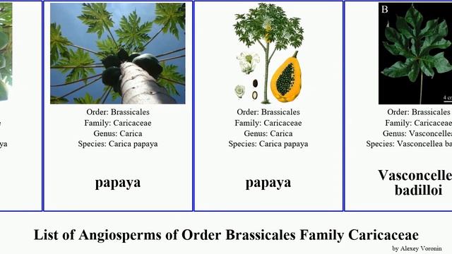 List of Angiosperms of Order Brassicales Family Caricaceae vasconcellea jacaratia papaya mexicana смотреть онлайн