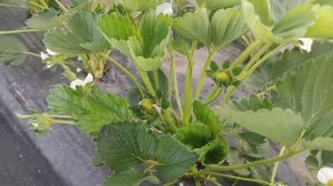 Клубника Кабрило не опылилась в БАЛАГАНЕ. Причины почему не завязывается клубничника...