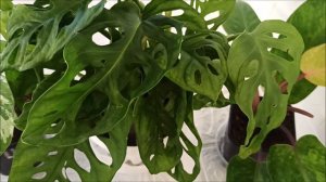 МОНСТЕРА МАНКИ ЛИФ 🌺 Выращивание и уход