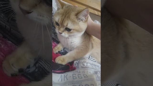 как успокоить котенка смотреть онлайн