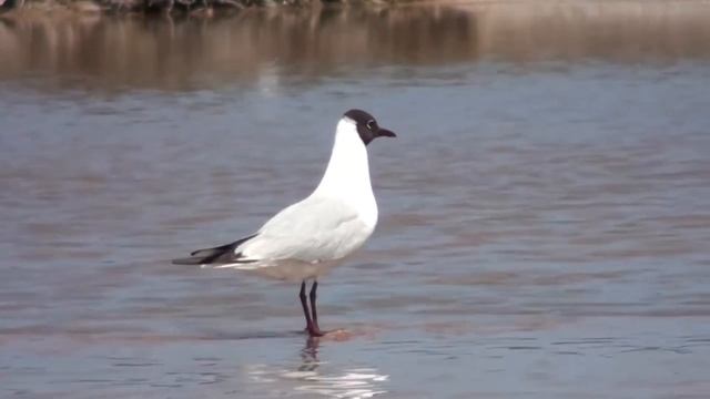 Озерная чайка - Larus ridibundus смотреть онлайн