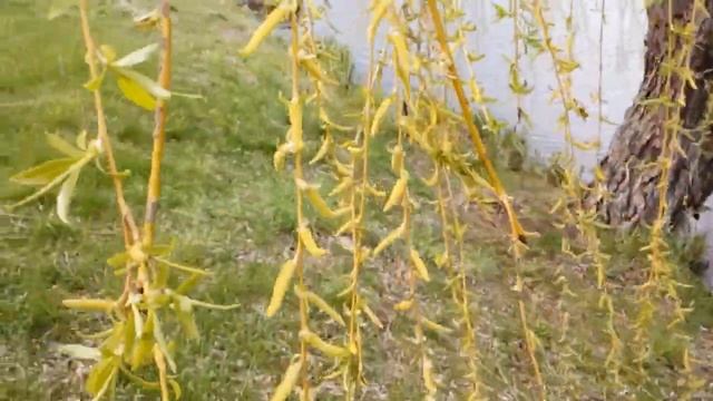 Верба в природе. Вербное Воскресенье! С Праздником! Дорогие друзья!???? смотреть онлайн