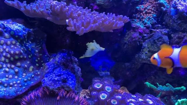 Yellow Tang/Zebrasoma flavescens смотреть онлайн