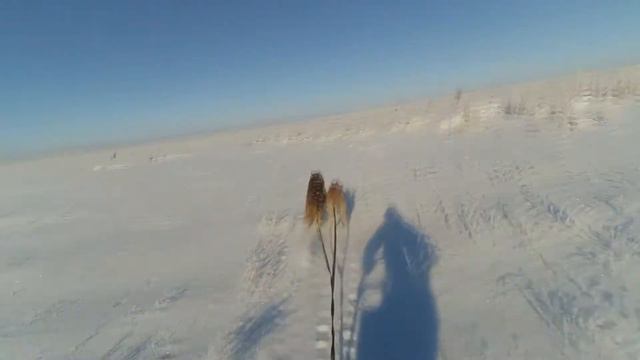 Арчи и Чинук смотреть онлайн