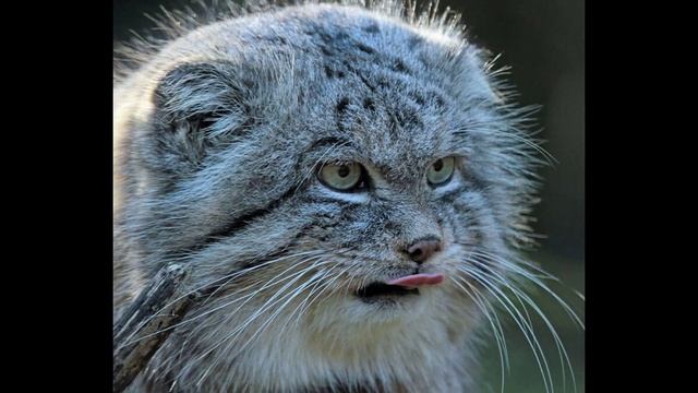 КОТ МАНУЛ!!! смотреть онлайн