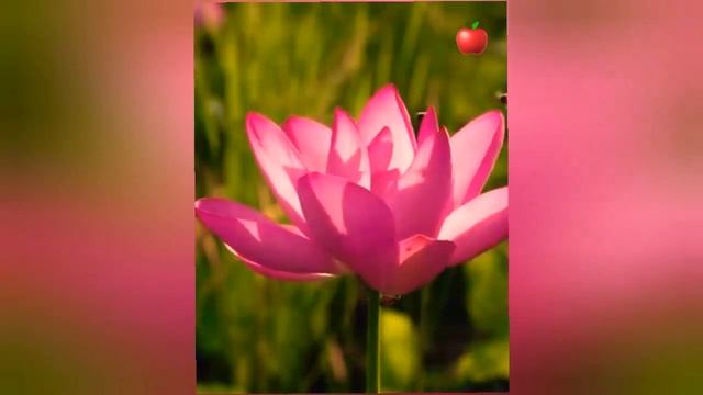 Цветение, смотреть онлайн